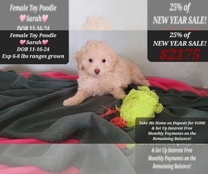 Poodle (Toy) Puppy for Sale in TUCSON, Arizona USA