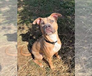 American Pit Bull Terrier Dogs for adoption in Derwood, MD, USA