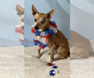 Chihuahua-Unknown Mix Dogs for adoption in New London, WI, USA