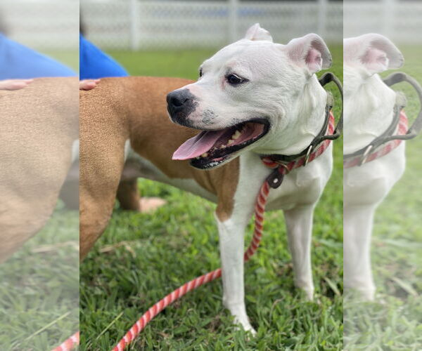 Medium Photo #9 American Pit Bull Terrier-Unknown Mix Puppy For Sale in Virginia Beach, VA, USA