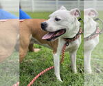 Small #8 American Pit Bull Terrier Mix