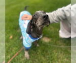 Small #25 Bluetick Coonhound Mix