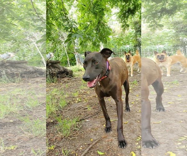 Medium Photo #3 Doberman Pinscher-Labrador Retriever Mix Puppy For Sale in Fresno, CA, USA