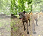 Small #2 Doberman Pinscher-Labrador Retriever Mix