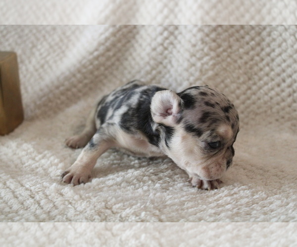 Medium Photo #24 French Bulldog Puppy For Sale in SPRING, TX, USA