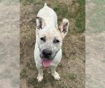 Small #1 Mutt