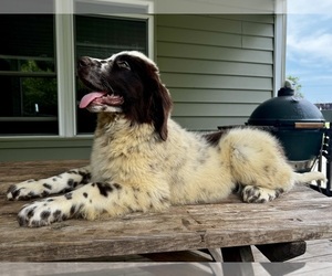 Newfoundland Puppy for sale in ROCKVILLE, IN, USA