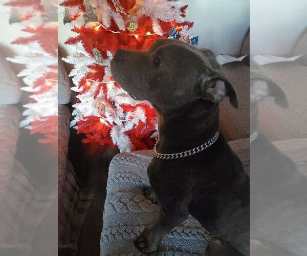Medium Photo #8 American Pit Bull Terrier-Unknown Mix Puppy For Sale in Germantown, OH, USA