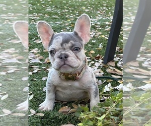 French Bulldog Puppy for sale in GOODYEAR, AZ, USA