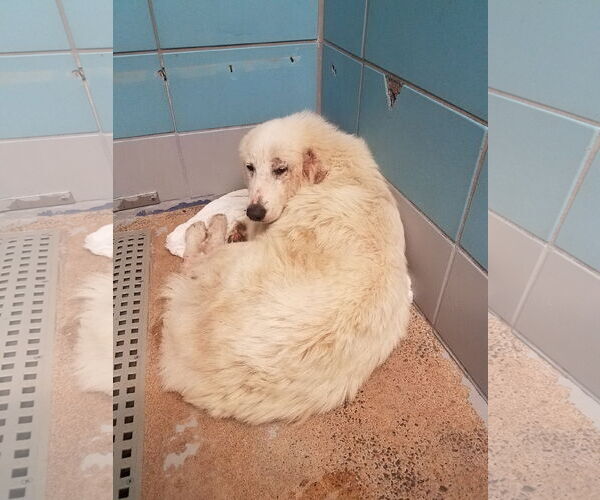 Medium Photo #21 Great Pyrenees-Unknown Mix Puppy For Sale in Houston, TX, USA