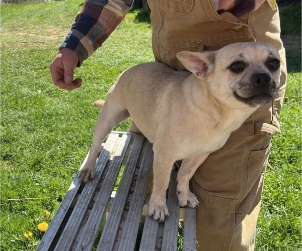 Medium Photo #28 French Bullhuahua Puppy For Sale in SPRAGGS, PA, USA