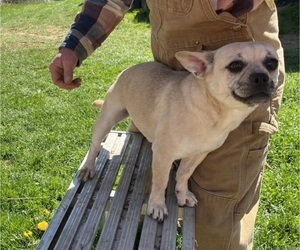 Medium French Bullhuahua