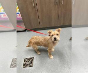 Cairn Terrier-Miniature Schnauzer Mix Dogs for adoption in Baytown, TX, USA