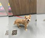 Small Cairn Terrier-Miniature Schnauzer Mix