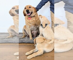 Mother of the Labradoodle puppies born on 03/09/2025