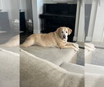 Small #3 Labrador Retriever