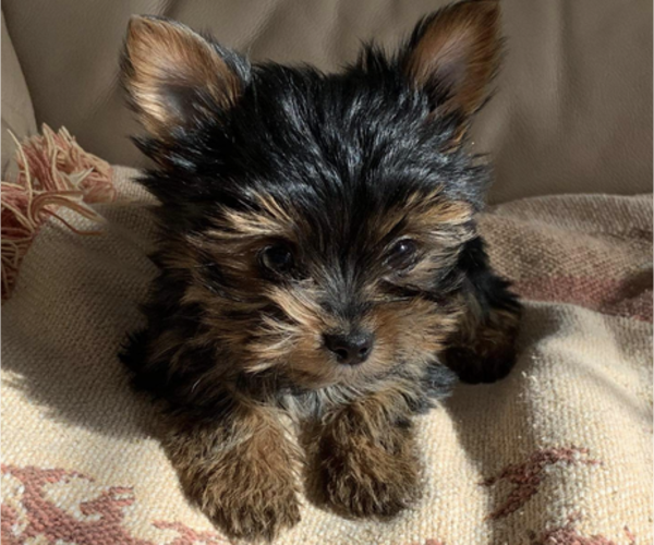 Medium Photo #15 Yorkshire Terrier Puppy For Sale in WATERLOO, IA, USA