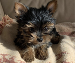Small Photo #15 Yorkshire Terrier Puppy For Sale in WATERLOO, IA, USA