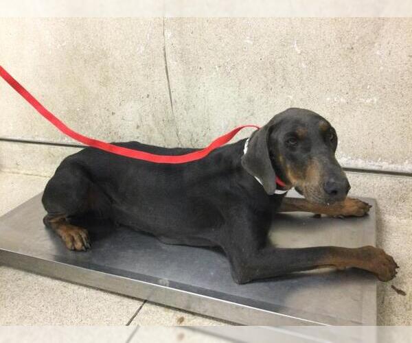 Medium Photo #1 Doberman Pinscher Puppy For Sale in Riverside, CA, USA