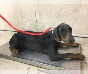 Doberman Pinscher Dogs for adoption in Riverside, CA, USA