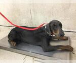 Small Doberman Pinscher