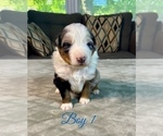 Small #12 Australian Shepherd