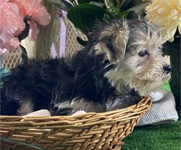 Medium Photo #4 Morkie Puppy For Sale in CANOGA, NY, USA