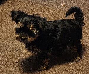 Yorkshire Terrier Puppy for sale in WATERLOO, IA, USA
