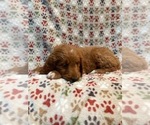 Small #11 Goldendoodle