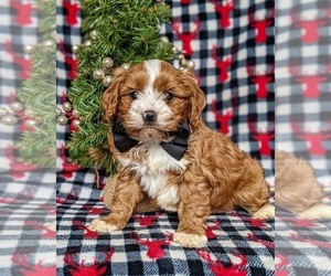 Cavapoo Puppy for sale in QUARRYVILLE, PA, USA