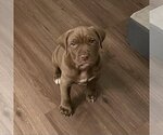 Small Photo #1 Mastiff Puppy For Sale in Los Angeles, CA, USA