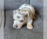 Small Photo #20 Chiweenie Puppy For Sale in CAMANO ISLAND, WA, USA