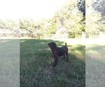 Small Photo #2 German Shorthaired Pointer Puppy For Sale in WATERTOWN, NY, USA