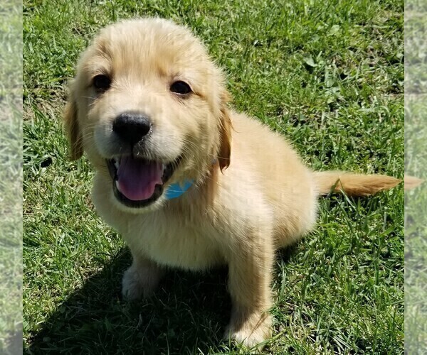 Medium Photo #2 Golden Retriever Puppy For Sale in LAKELAND, FL, USA