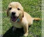 Small Photo #2 Golden Retriever Puppy For Sale in LAKELAND, FL, USA