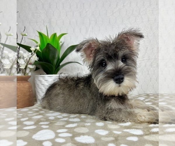 Medium Photo #3 Schnauzer (Miniature) Puppy For Sale in INDIANAPOLIS, IN, USA