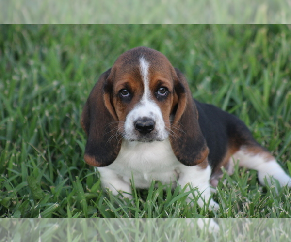 Medium Photo #16 Basset Hound Puppy For Sale in MEMPHIS, MO, USA