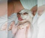 Small #2 Chihuahua
