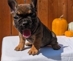 Small #2 French Bulldog