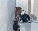 Small #8 Labrador Retriever Mix