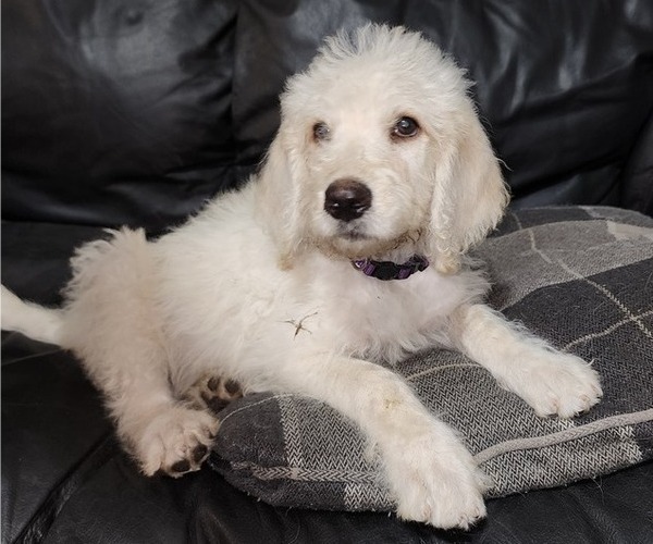 Medium Photo #1 Labradoodle Puppy For Sale in SPRING HILL, FL, USA