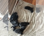 Puppy Puppy 6 Labrador Retriever