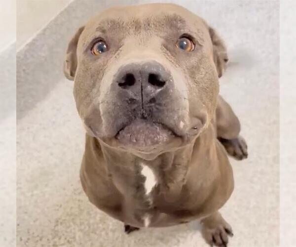 Medium Photo #3 Mutt Puppy For Sale in Houston, TX, USA