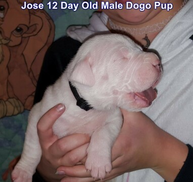 Medium Photo #24 Dogo Argentino Puppy For Sale in PINEVILLE, MO, USA