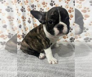 French Bulldog Puppy for sale in VIRGINIA BEACH, VA, USA