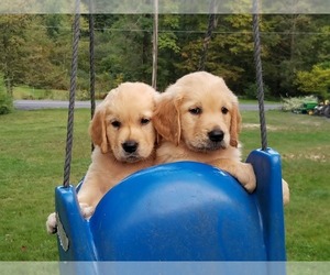 Golden Retriever Puppy for sale in MC VEYTOWN, PA, USA