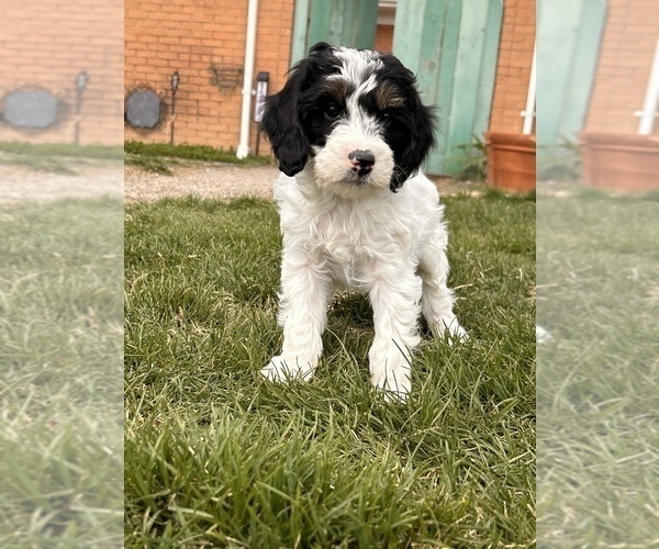 Medium Photo #8 Miniature Bernedoodle Puppy For Sale in LONGMONT, CO, USA