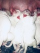 Small Photo #2 Dogo Argentino Puppy For Sale in LUTZ, FL, USA