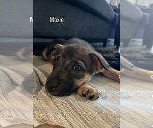 Siberian Husky-Unknown Mix Dogs for adoption in Dana Point, CA, USA