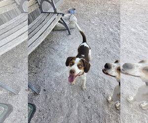Beagle Dogs for adoption in Las Vegas, NV, USA